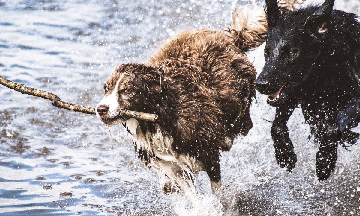 Dogs playing in the sea using Altphotos.com Lightroom presets