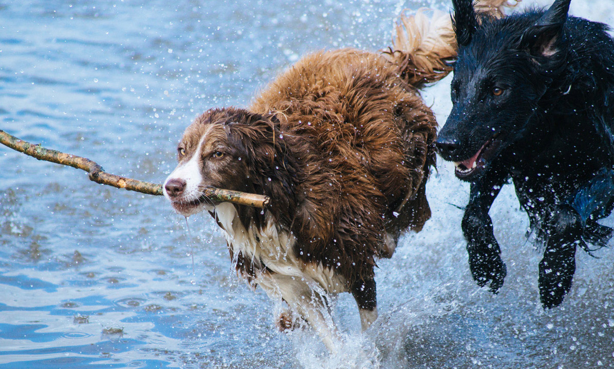Dogs playing in the sea - unprocessed original photo